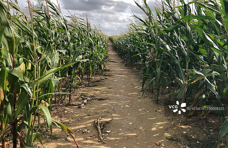 玉米轨道图片素材