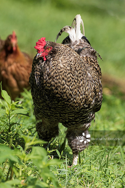 农场里的普利茅斯岩鸡图片素材