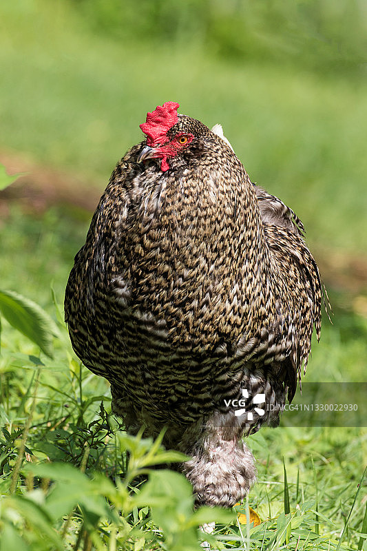 农场里的普利茅斯岩鸡图片素材