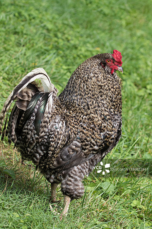 农场里的普利茅斯岩鸡图片素材