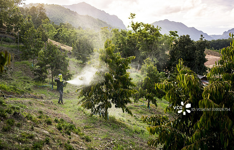 农民在乡村农场和山地背景下喷洒肥料和使用化学品进行榴莲和植物的害虫防治（广角）图片素材