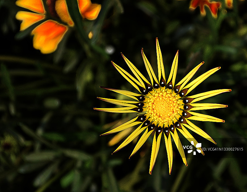 美丽的非洲雏菊，大花金盏菊。菊科。宝藏之花。图片素材