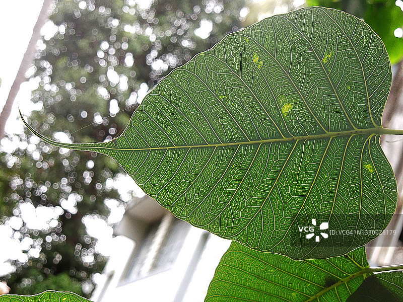 神圣的印度菩提树叶，网状叶脉。榕树图片素材