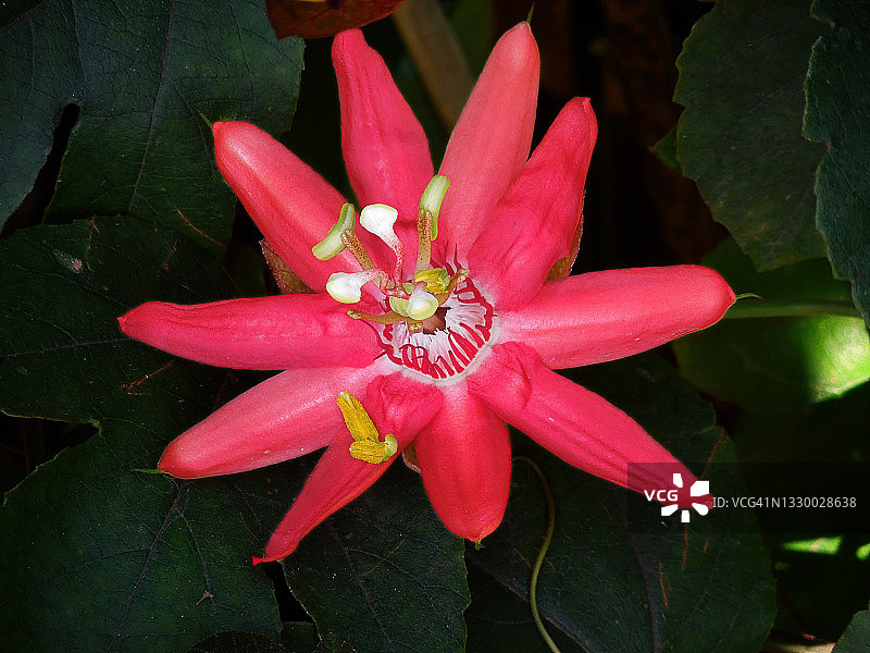 鲜艳的红色西番莲花朵盛开图片素材