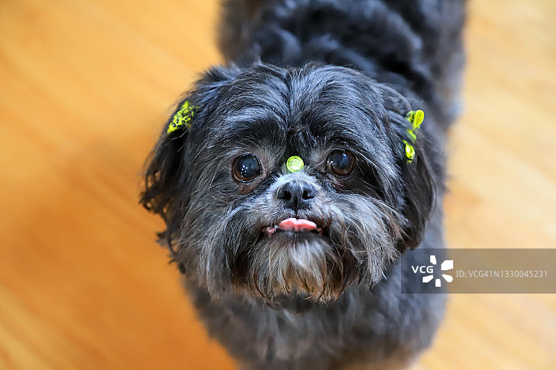 可爱的西施犬图片素材