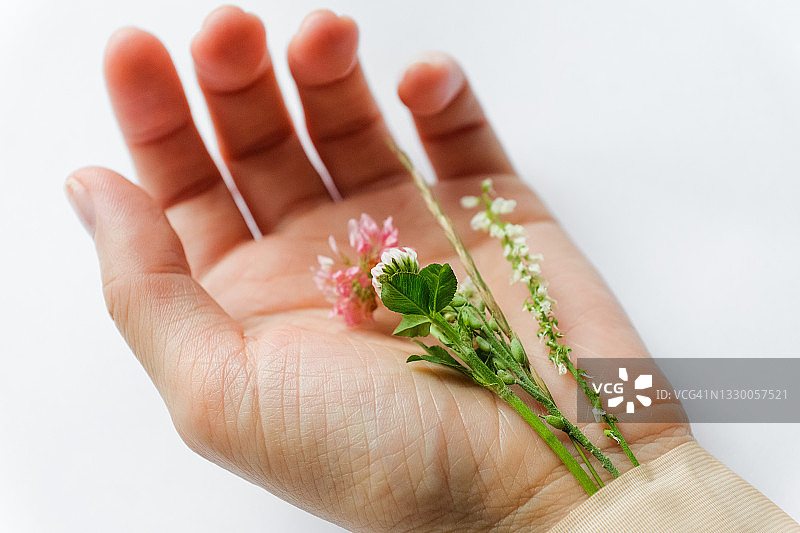 花卉和药草，用医用胶布粘在女孩或女人的手上，白色和浅色背景。替代医学和保健、顺势疗法的概念。疾病的替代治疗和预防。图片素材
