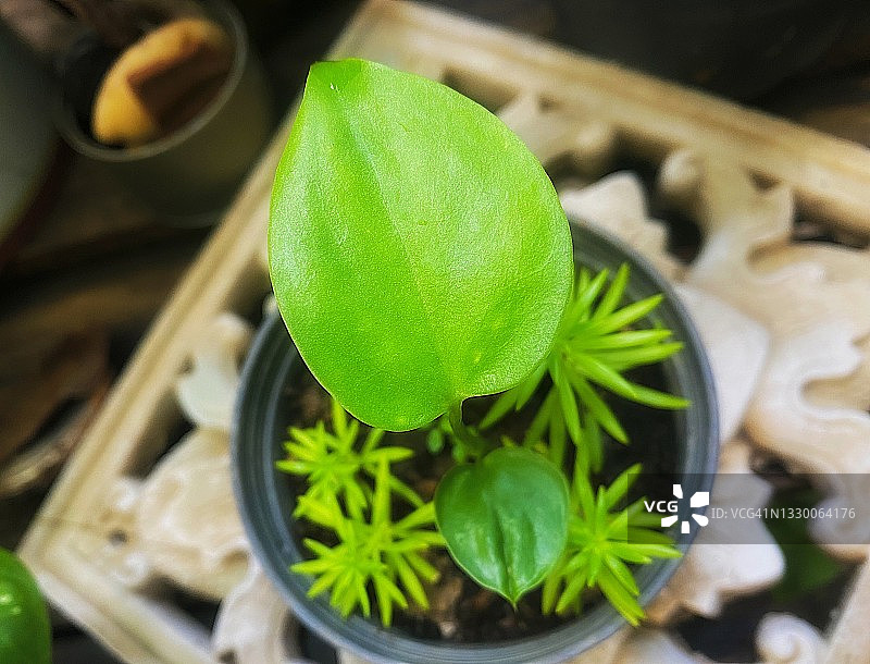 年轻的绿萝图片素材