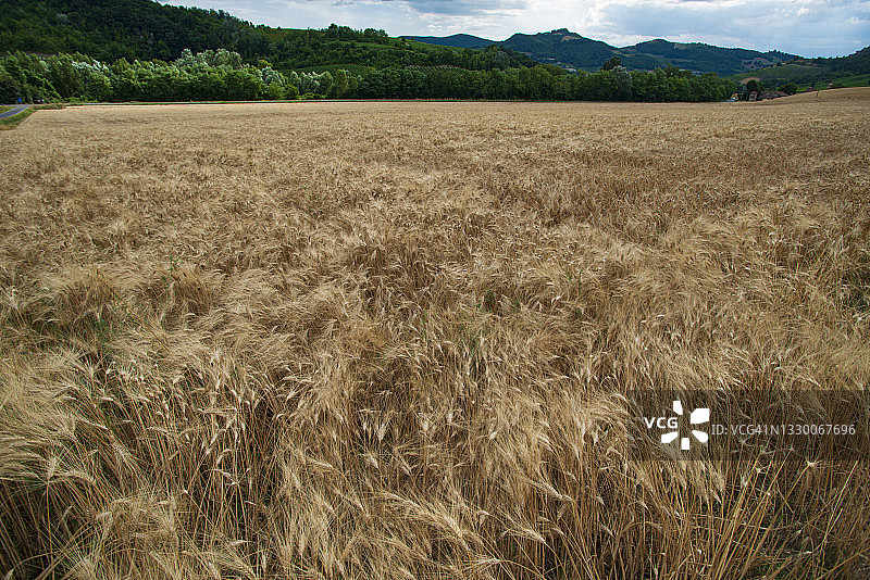 麦田图片素材