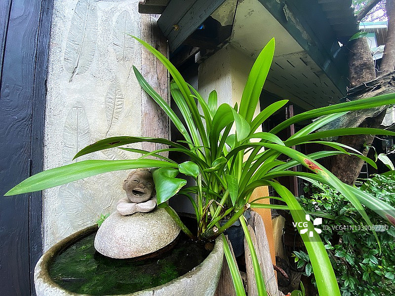 泰式园艺中的各种植物图片素材