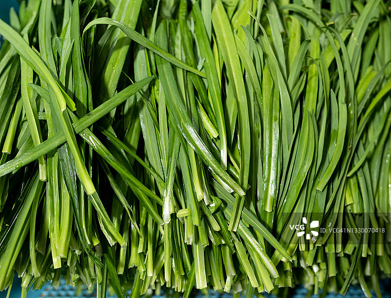 细香葱图片素材
