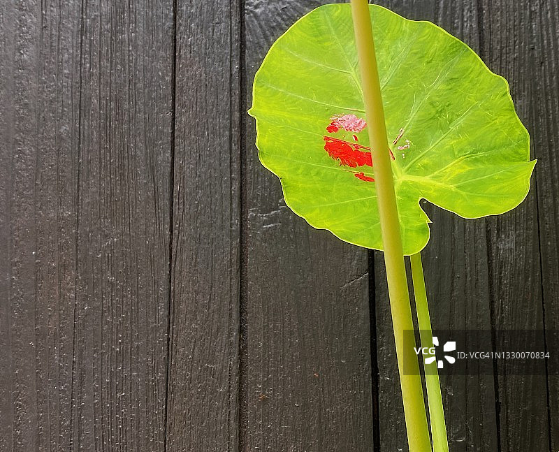 绿色花叶芋叶子上的红色图片素材