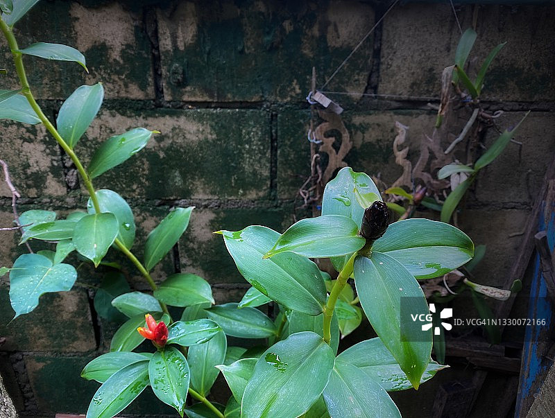 雨季的印度姜植物图片素材