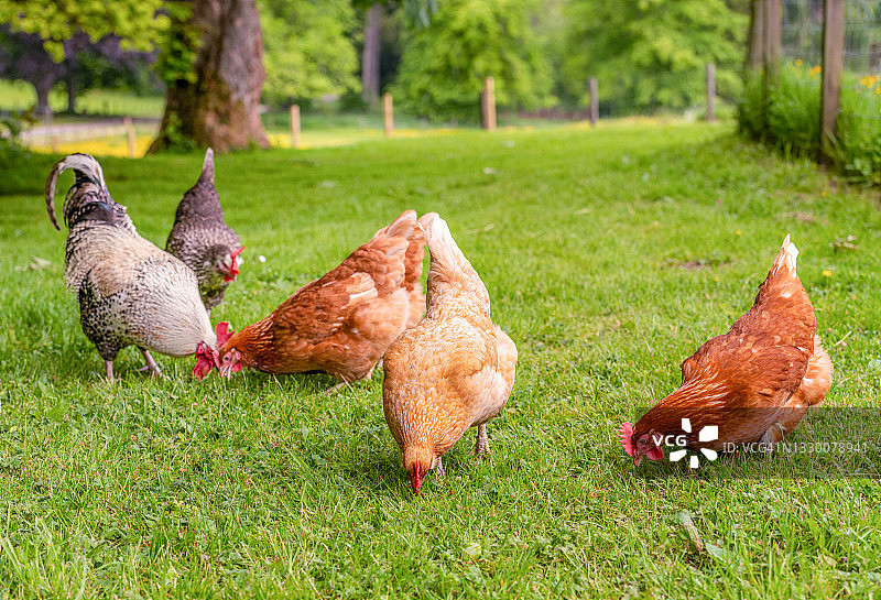 觅食的散养鸡群图片素材