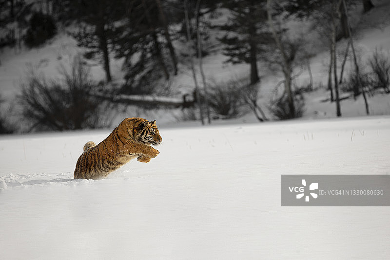 西伯利亚虎在雪地中跳跃奔跑的侧视图图片素材