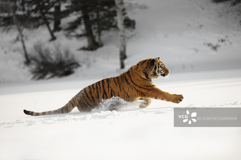西伯利亚虎雪地奔跑跳跃的特写图片素材