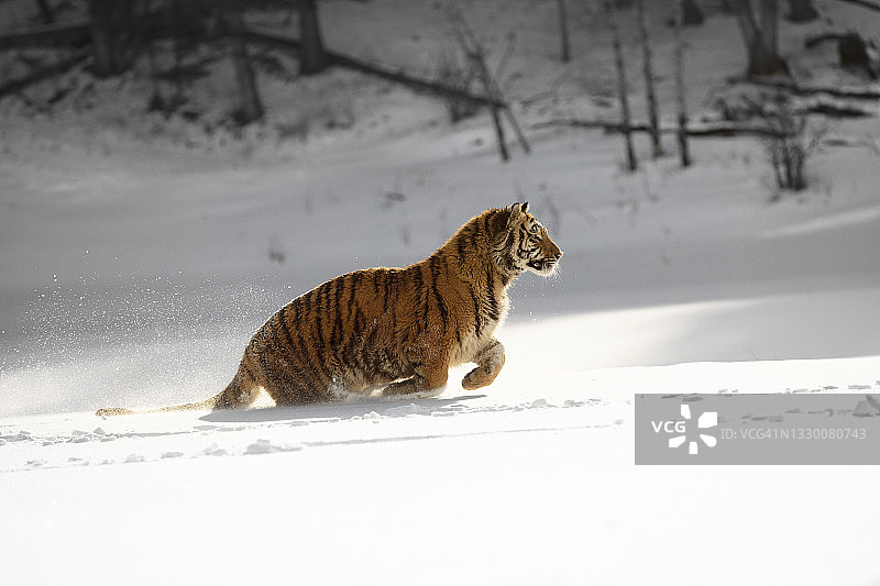 西伯利亚虎（东北虎）在雪地奔跑跳跃的侧视图图片素材