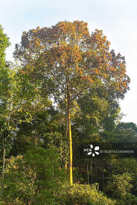 马来西亚沙巴Maliau盆地龙脑香树盛开的傍晚景色图片素材