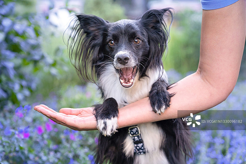 学习技巧的狗图片素材