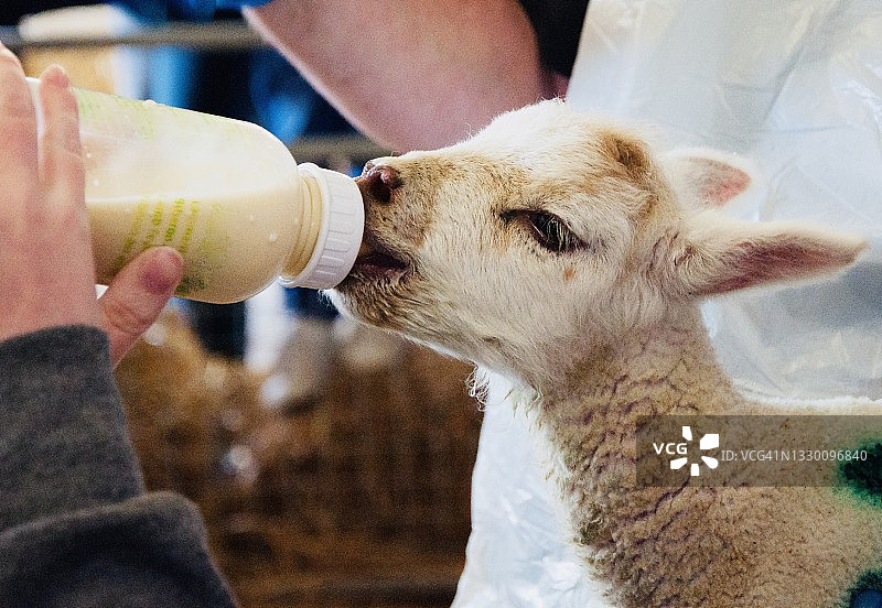 喂食的时候图片素材