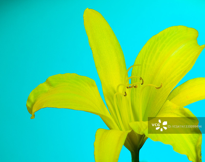 一朵明亮的黄色萱草图片素材