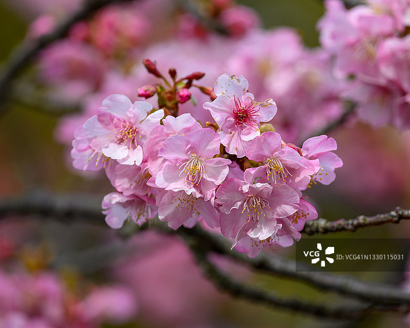 河津樱图片素材