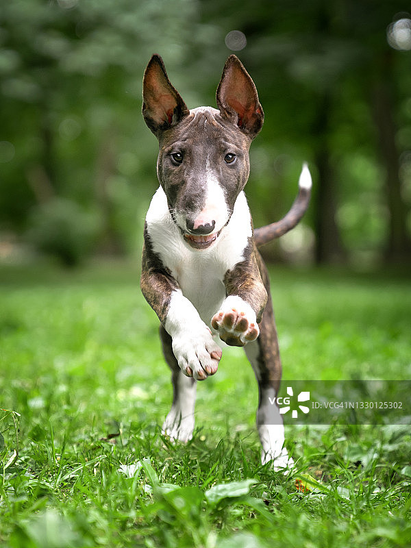 奔跑的牛头梗幼犬图片素材