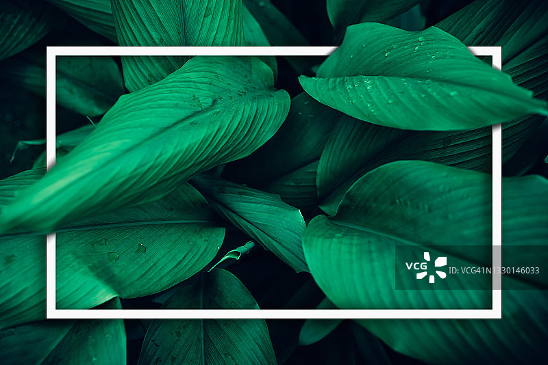 带有文字边框的绿色树叶图案背景，天然茂盛的叶子纹理图片素材