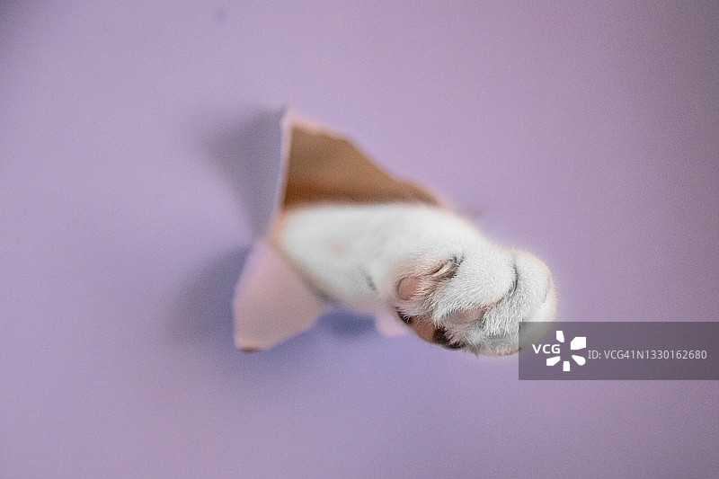 猫爪破墙而出图片素材