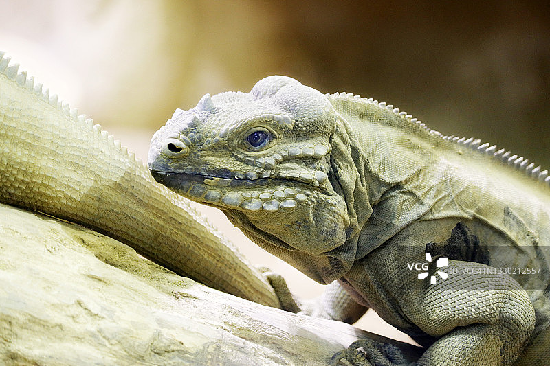 犀牛鬣蜥图片素材