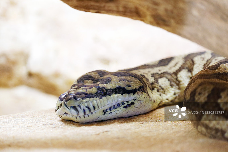 北部地毯蟒图片素材