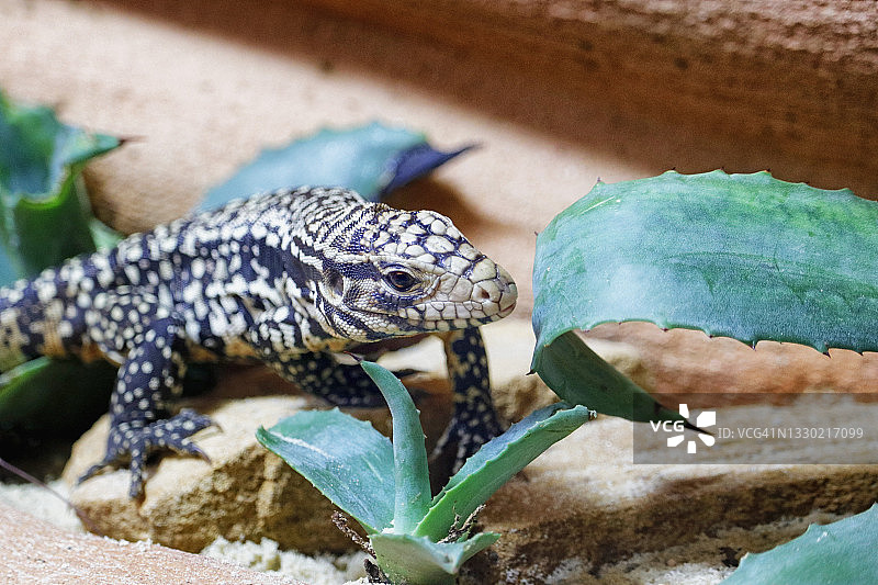 黑白南美蜥图片素材