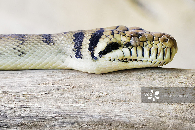 紫水晶蟒蛇图片素材