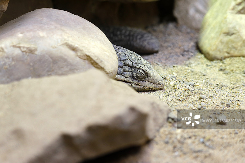 松果石龙子图片素材
