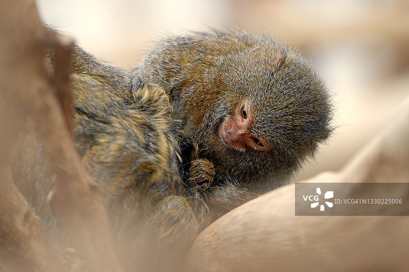侏儒狨猴图片素材