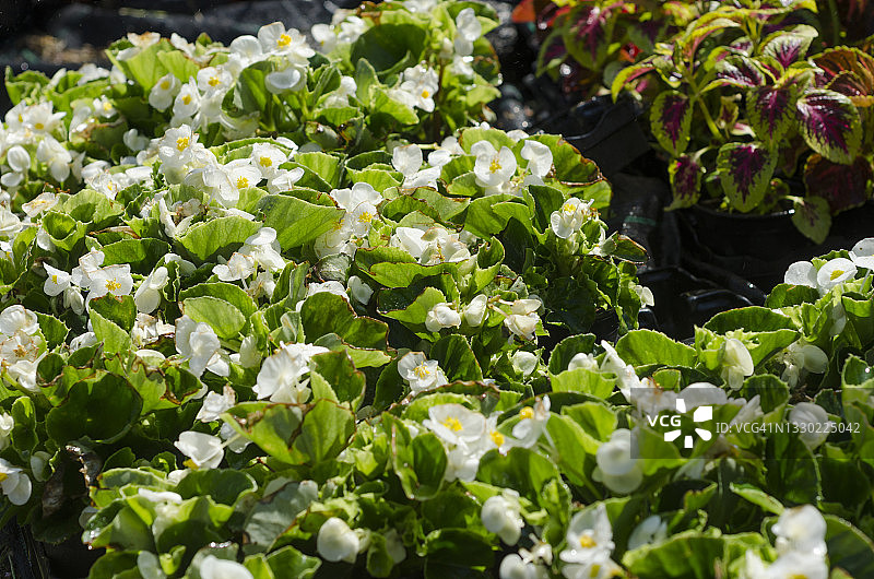 塑料盆栽中的球海棠图片素材