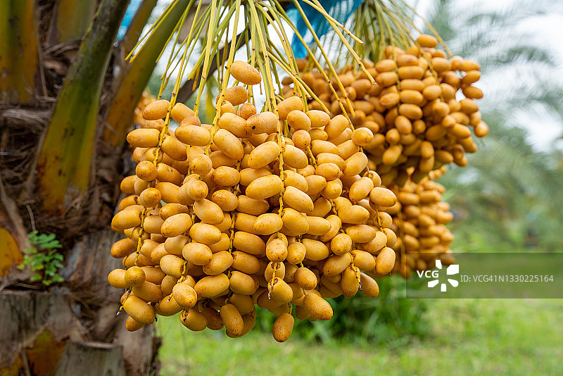 椰枣农场中新鲜可口的Bahi椰枣品种图片素材