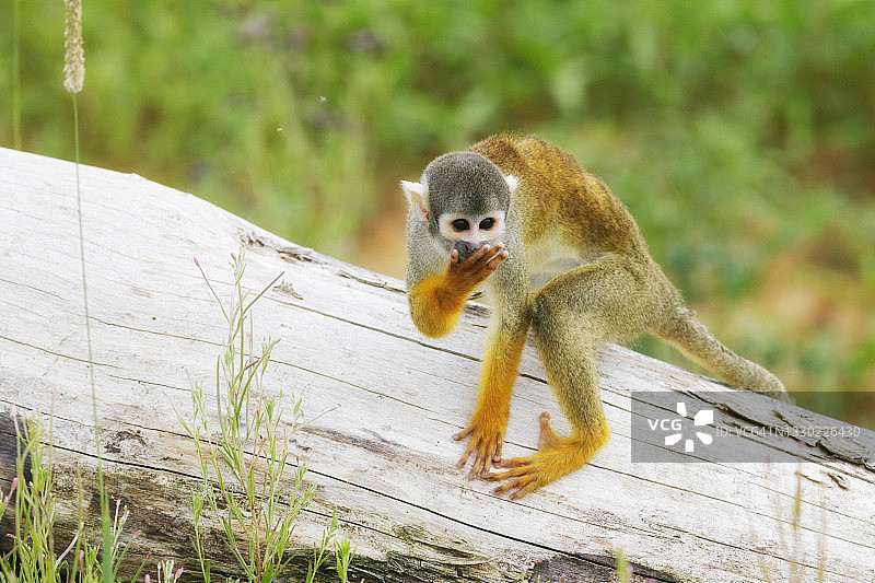 来自秘鲁的松鼠猴图片素材