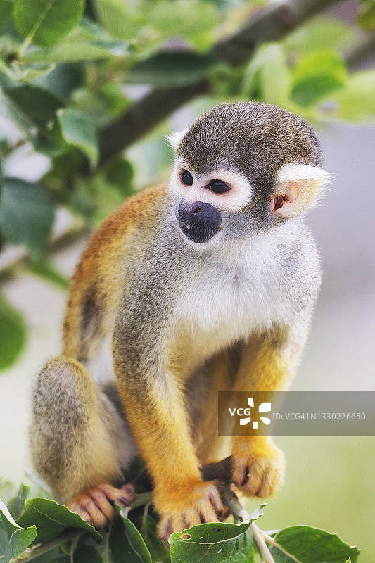 来自秘鲁的松鼠猴图片素材