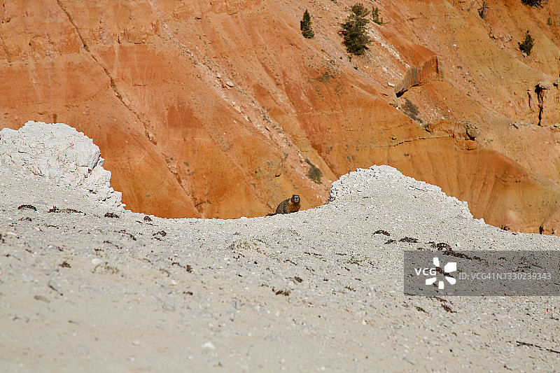 锡达布雷克斯国家纪念碑的 землеройка图片素材