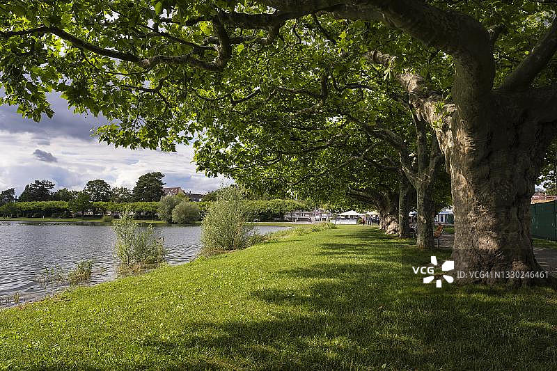 康斯坦茨湖拉多夫采尔的湖边长廊，有屋顶悬铃木，德国巴登-符腾堡州康斯坦茨县图片素材