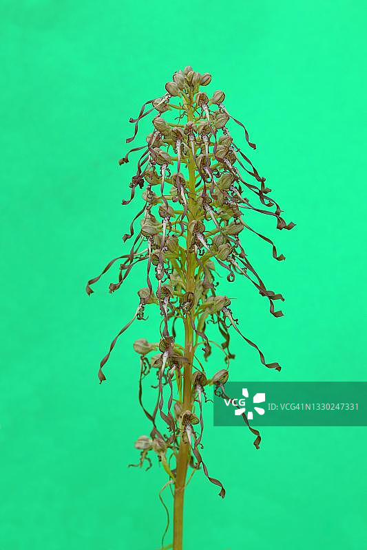 蜥蜴兰（学名：Himantoglossum hircinum），花序，德国北莱茵-威斯特法伦图片素材