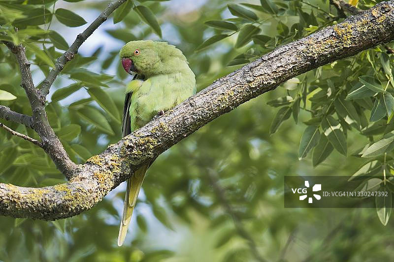 红领绿鹦鹉，德国莱茵兰-普法尔茨州图片素材