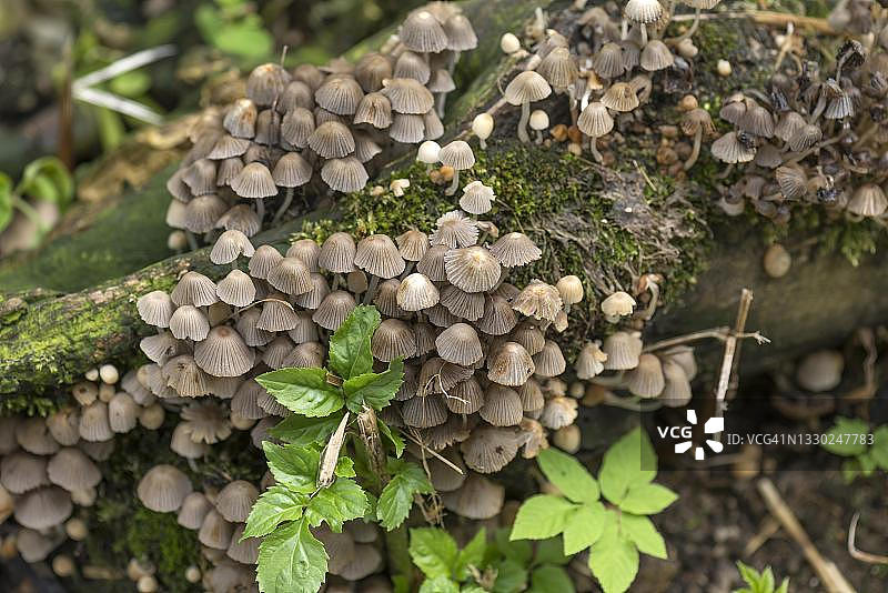 小胶伞，德国巴伐利亚图片素材