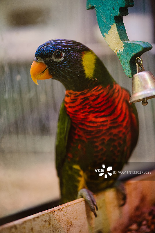 笼中快乐的彩色鹦鹉侧视图图片素材