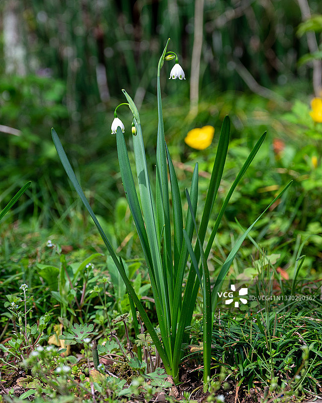 夏雪片莲图片素材