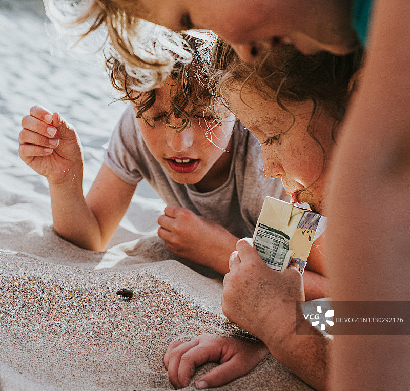 孩子们围观沙地上行走的甲虫图片素材