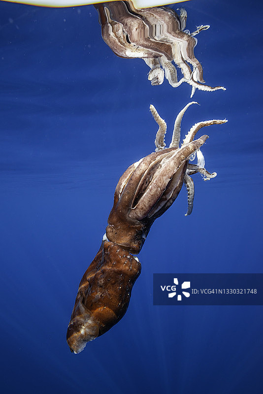 漂浮在地中海利古里亚海海面的受伤巨型鱿鱼图片素材
