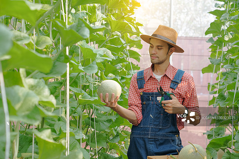 温室中生长的日本甜瓜幼苗图片素材