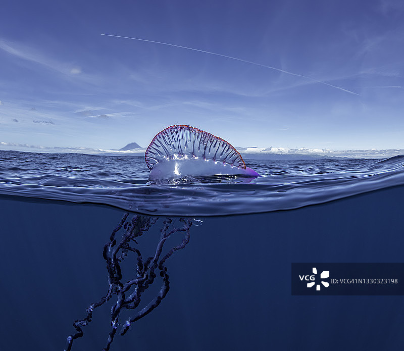 大西洋亚速尔群岛的僧帽水母的分割景观图片素材