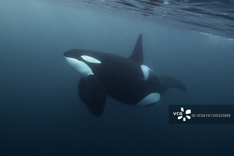 冬季挪威北部峡湾中的雄性虎鲸图片素材